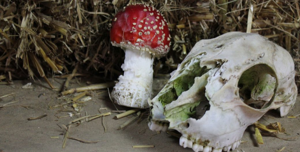 Fliegenpilz und skeletierter Hundeskopf